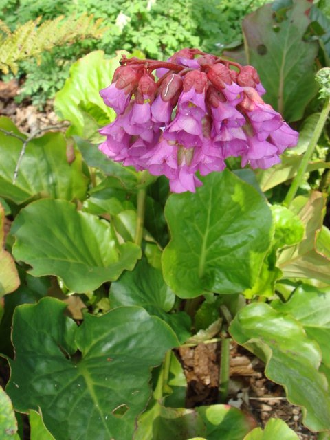 Bergenia cordifolia fleur